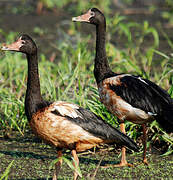 Magpie Goose