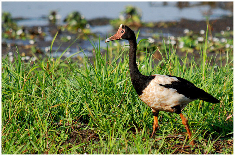 Magpie Goose male adult