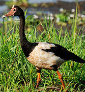 Magpie Goose