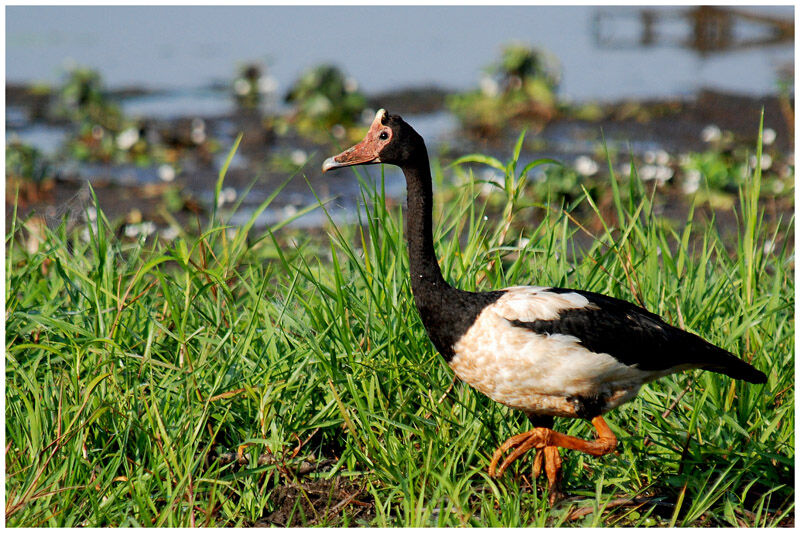 Magpie Goose male adult, identification