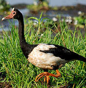 Magpie Goose