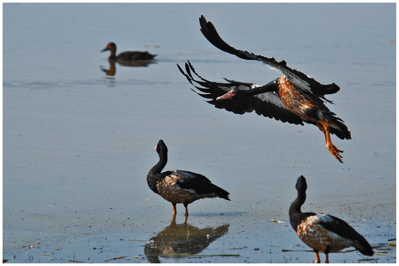 Magpie Gooseadult