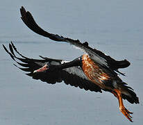 Magpie Goose