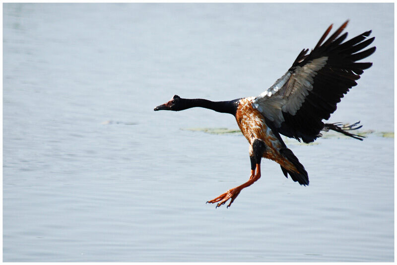 Magpie Goose male adult