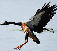 Magpie Goose