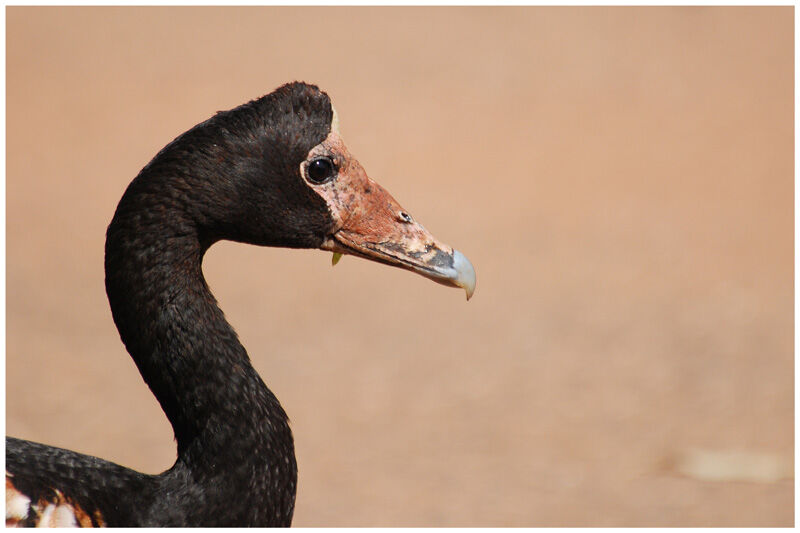 Magpie Goose male adult