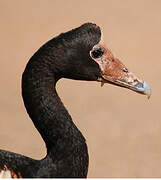 Magpie Goose