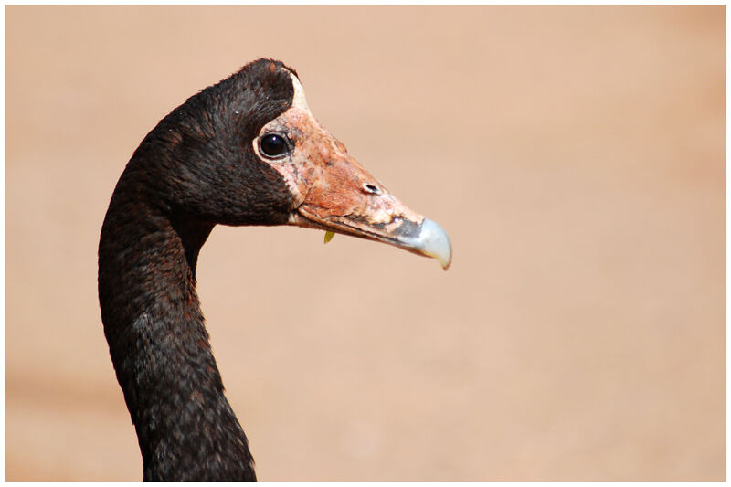 Magpie Goose male adult