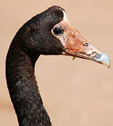 Magpie Goose