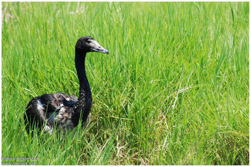 Magpie Goosejuvenile, identification