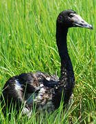 Magpie Goose