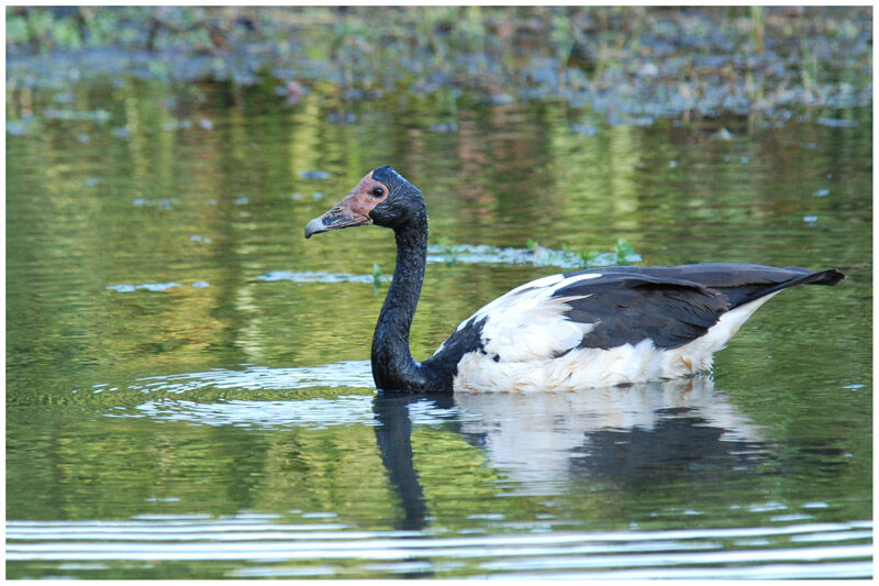 Magpie Goose female adult