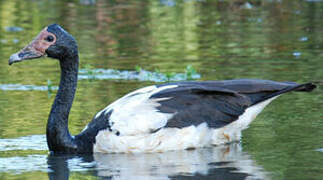 Magpie Goose