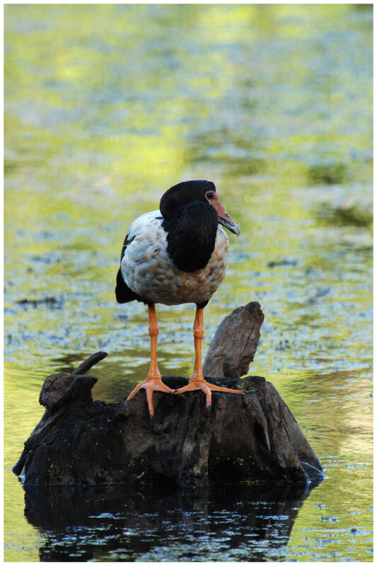 Magpie Goose female adult