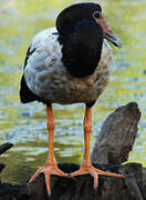 Magpie Goose