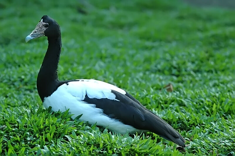 Magpie Goose