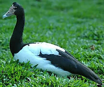 Magpie Goose