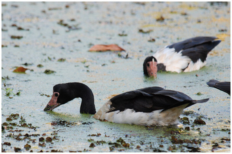 Magpie Gooseadult