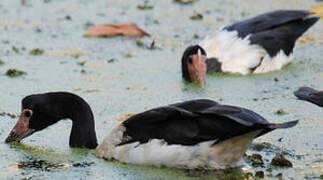 Magpie Goose