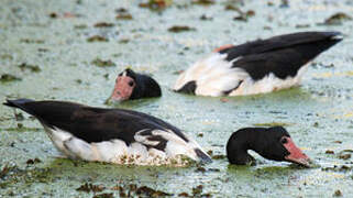 Magpie Goose