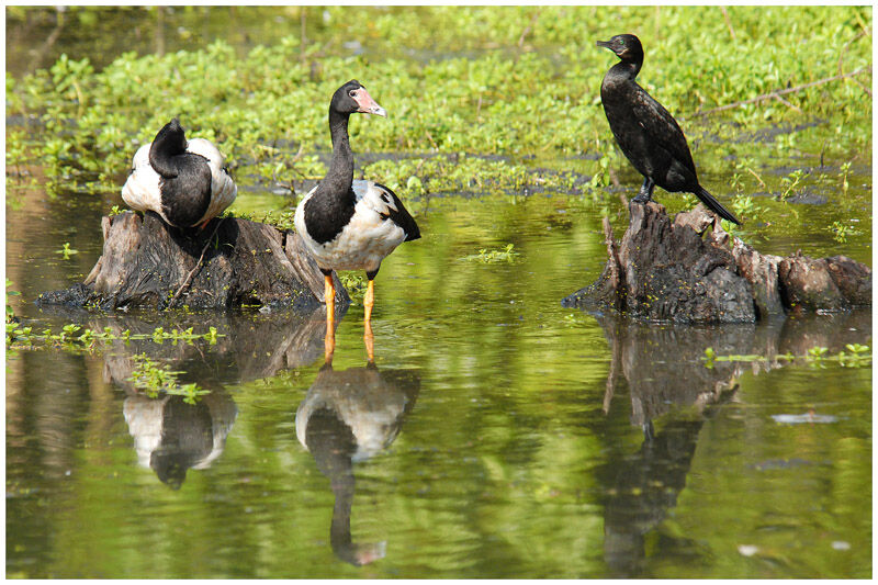 Magpie Gooseadult