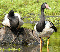 Magpie Goose