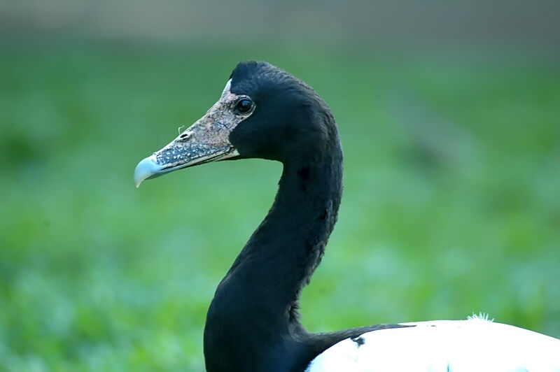 Magpie Goose