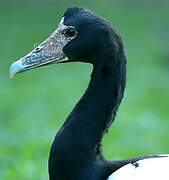 Magpie Goose