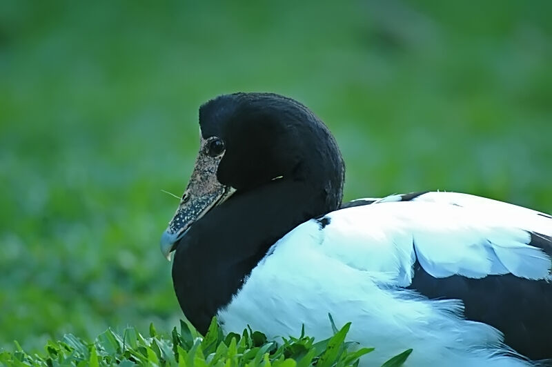 Magpie Goose