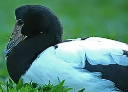 Magpie Goose