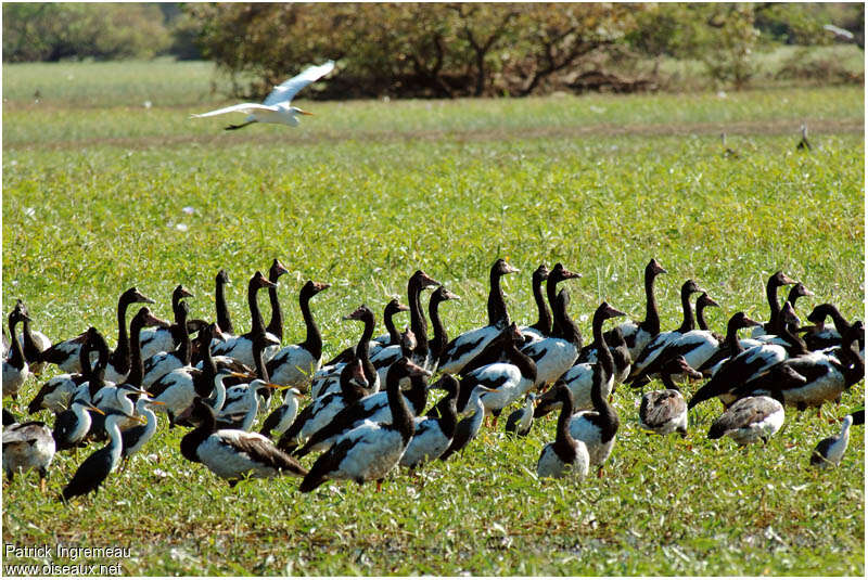 Magpie Gooseadult, habitat, Behaviour