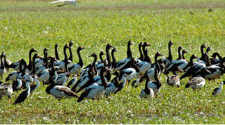 Magpie Goose