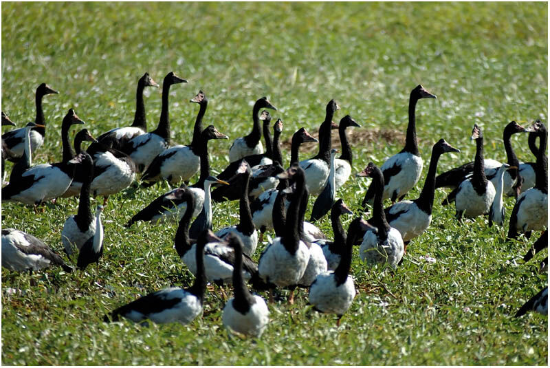 Magpie Gooseadult