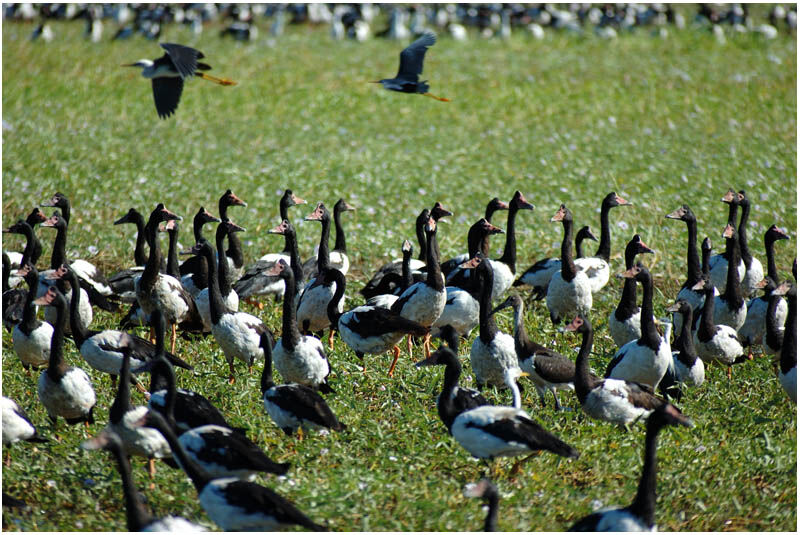 Magpie Gooseadult