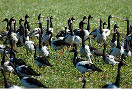 Magpie Goose