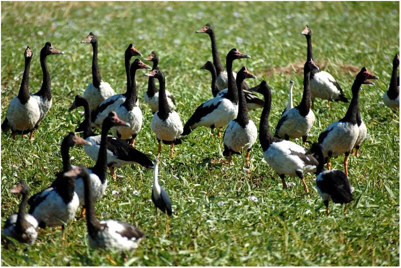 Magpie Gooseadult