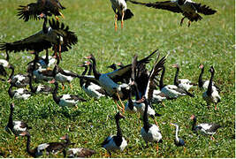 Magpie Goose