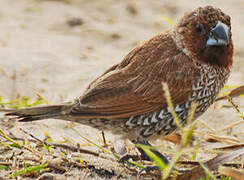 Scaly-breasted Munia