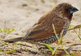 Scaly-breasted Munia