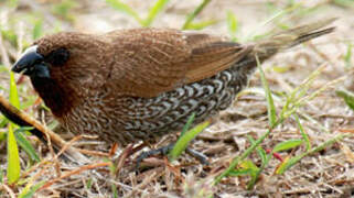 Scaly-breasted Munia