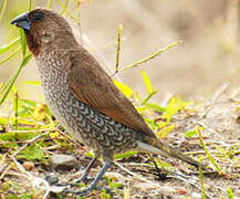 Scaly-breasted Munia