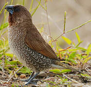 Scaly-breasted Munia