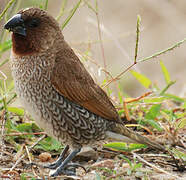 Scaly-breasted Munia