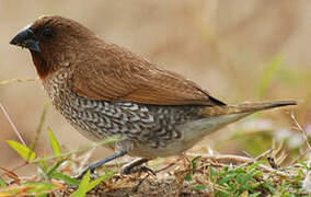 Scaly-breasted Munia