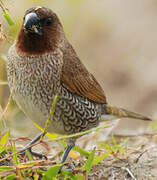 Scaly-breasted Munia