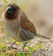 Scaly-breasted Munia