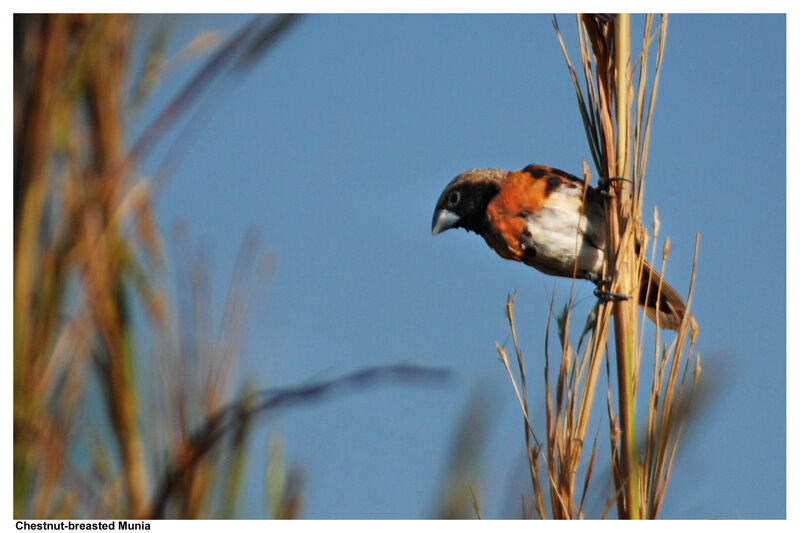 Chestnut-breasted Mannikinadult