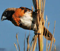 Chestnut-breasted Mannikin