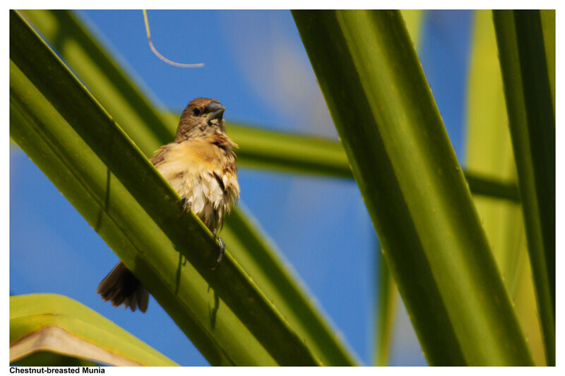 Chestnut-breasted Mannikinjuvenile