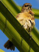 Chestnut-breasted Mannikin